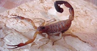 Cuba to use scorpion venom to treat cancer 